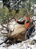 Nice bull from the Lee Metcalf Wilderness