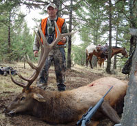 Large 6X6 bull elk