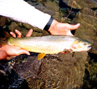 Cutthroat trout